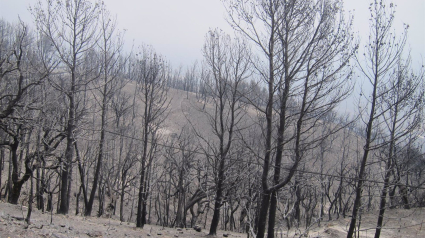 Zona de la Sierra de Lújar calcinada tras el incendio