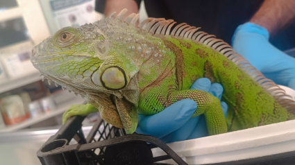 Imagen de la iguana que encontraron nadando en una piscina de una urbanización en el municipio alicantino de Teulada-Moraira.