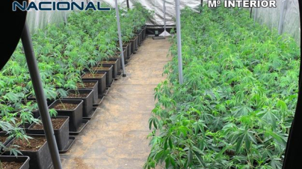 Plantación indoor marihuana