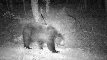 El oso avistado en Roncal.