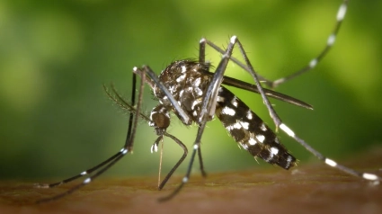 Mosquito tigre