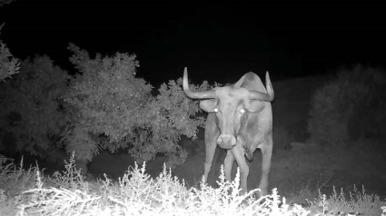 Imagen del toro escapado en Almenara