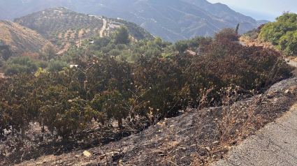 15/08/2024 Zona afectada por el incendio de Almuñécar.