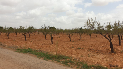 Campos de almendros en la zona oeste de Cartagena