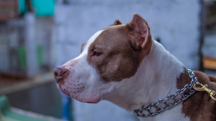 Perro de raza potencialmente peligrosa