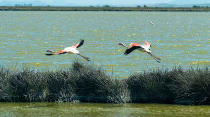 Imágenes de aves en los terrenos de la finca 'Veta la Palma'. Imágenes de los terrenos adquiridos por la Junta de Andalucía con el objetivo de ampliar las hectáreas del Parque Nacional de Doñana.