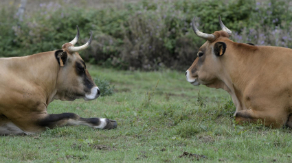 Vacas en un prado de Avilés