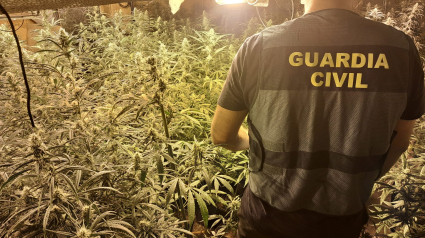 La Guardia Civil desarticula tres centros de producción de marihuana en Pulianas