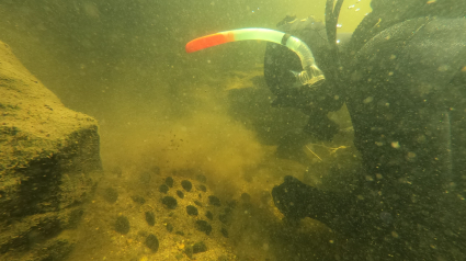 Para instalar la rampa hubo que trasladar una colonia de mejillones de río