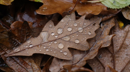 Gotas de lluvia sobre una hoja