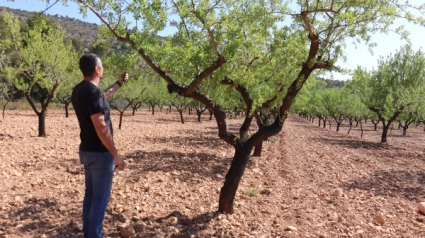 Comienza la campaña de la almendra en La Rioja