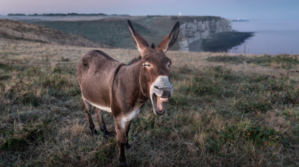 ¿Cual es el origen de la expresión "no ver tres en un burro"?