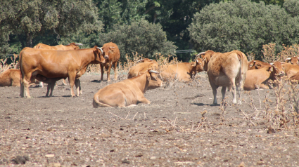 Vacas en Morella