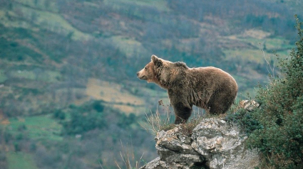 El oso amenaza la supervivencia de la ganadería en el Pirineo Aragonés