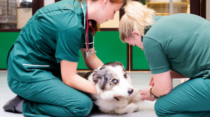 Foto de archivo de un perro atendido en una clínica veterinaria