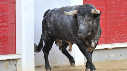 Plaza de Toros Albacete