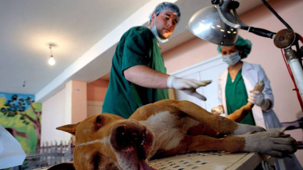 El Colegio de Veterinarios ha habilitado esta línea de ayudas por primera vez en su historia