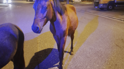 Los caballos fueron retenidos por la Policía Local hasta la llegada de su dueño