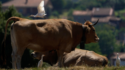 Vacas asturianas