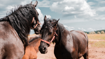 Caballos con encefalitis del Virus del Nilo