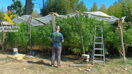 Investigado un hombre por el cultivo de 27 plantas de marihuana en Bembibre (León)