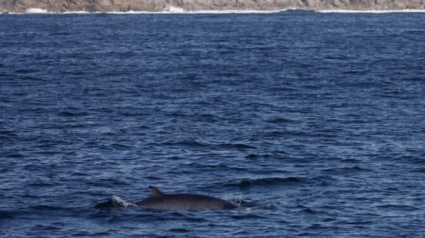 Ballena en la ría de Vigo