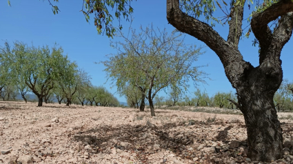 La producción de almendra se reduce otro 10%