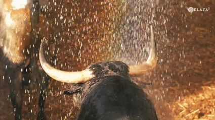 Los toros de la Corrida Concurso de Las Ventas