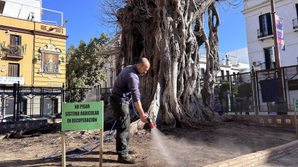 Proponen la sustitución del ficus de la parroquia de San Jacinto de Sevilla