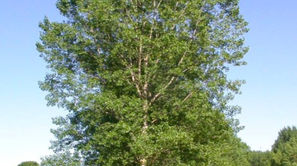 Populus-nigra