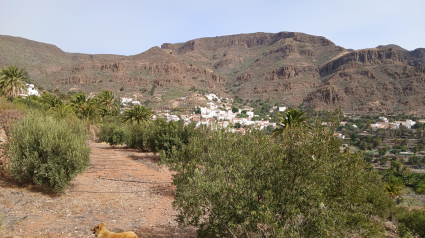 Olivar en Gran Canaria