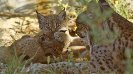 Cría de lince jugando