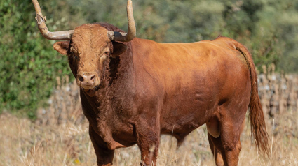 Imágenes del mozo corneado durante el encierro del Toro de la Vega en Tordesillas (Valladolid)