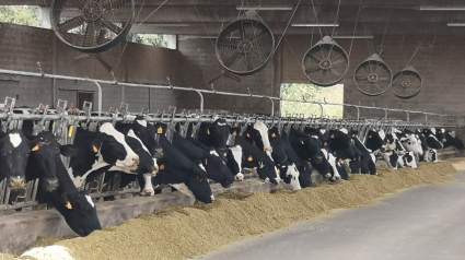 Vacas en una explotación de leche