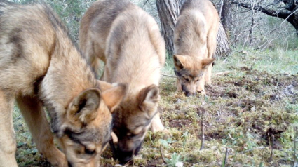 Ávila la provincia más afectada por los ataques de lobo