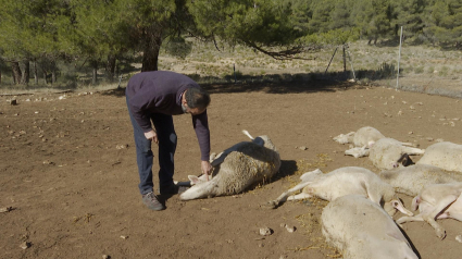 Ataques de lobo