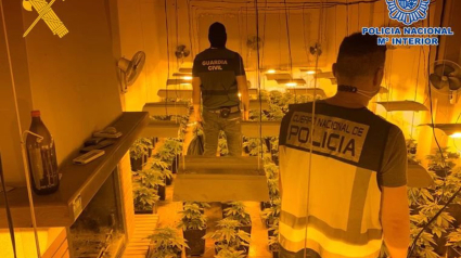 Policía Nacional Y Guardia Civil Intervienen 2157 Plantas De Cannabis En Atarfe