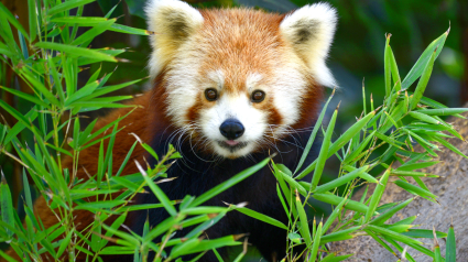 El panda rojo: la extinción amenaza a uno de los animales más tiernos del planeta