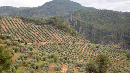 Olive Trees near Hornos at Cazola, Segura and Las Villas National Park, Jaen, Spain