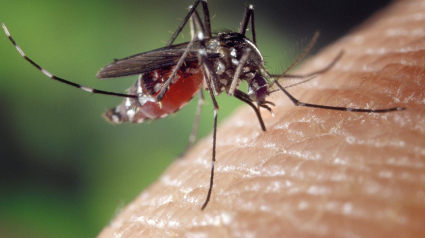 El mosquito Aedes aegypti es responsable de la transmisión del dengue