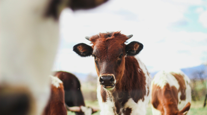 Imagen genérica de vacas