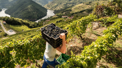 Trabajo y paisaje de la Ribeira Sacra