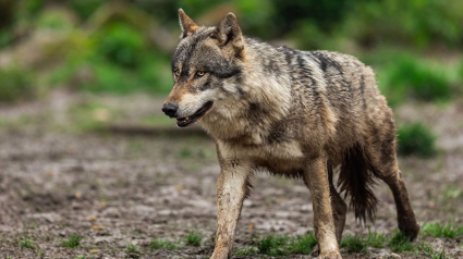 Cantabria insiste en la necesidad de sacar al lobo del LESPRE