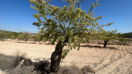 Almendros