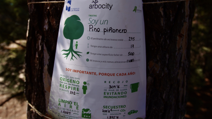 El árbol etiquetado es un pino de Navalcarbón