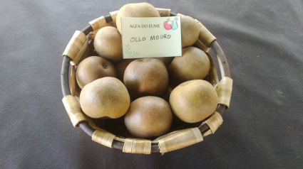 Variedad de manzana "Ollo mouro"