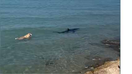 Un tiburón tintorera aparece en la playa de Les Deveses de Dénia