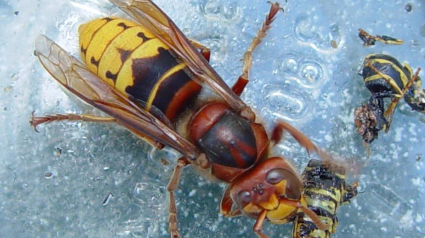 picadura avispa asiática