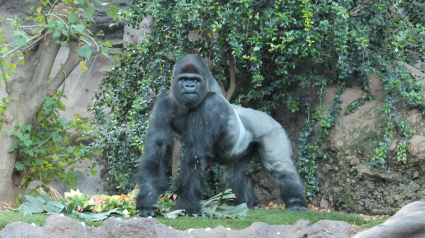 Gorila en Loro Parque