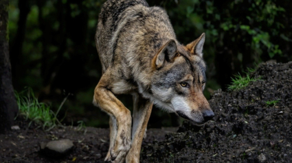 Ejemplar de lobo ibérico